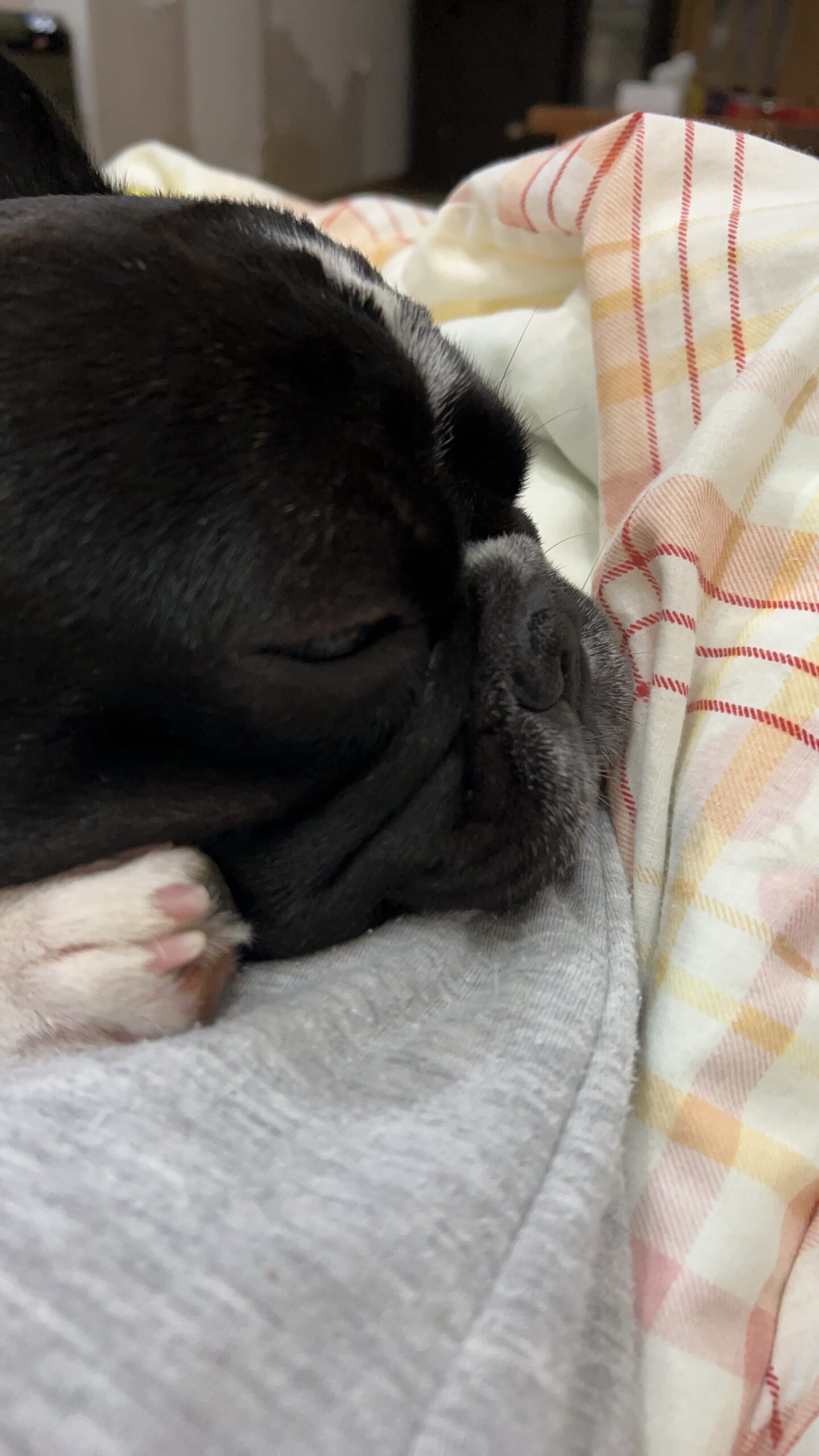 んッ・・・怪獣？？？